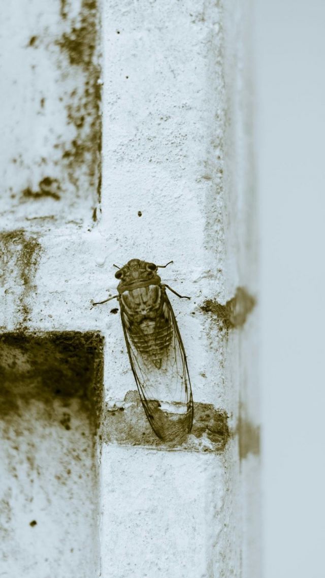  cicadas